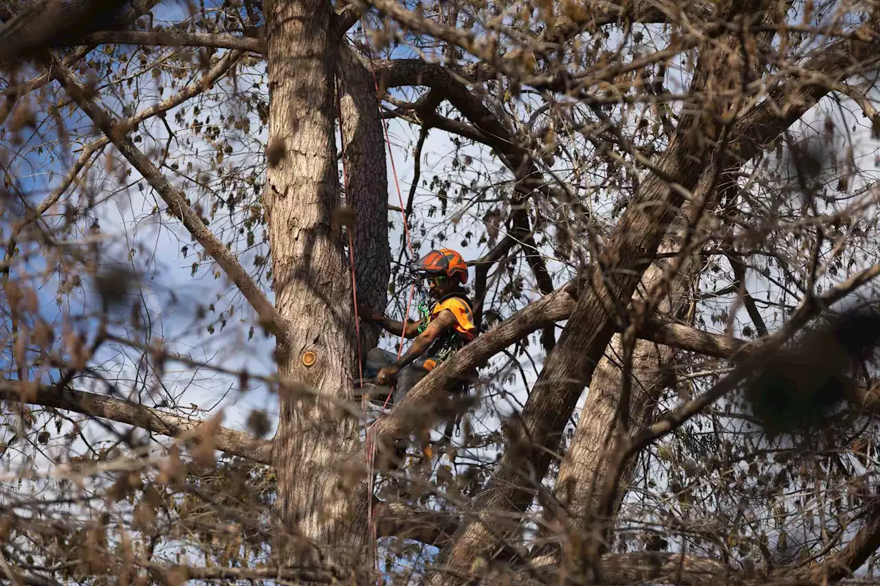 San Antonio is again shooing migratory birds from Brackenridge Park