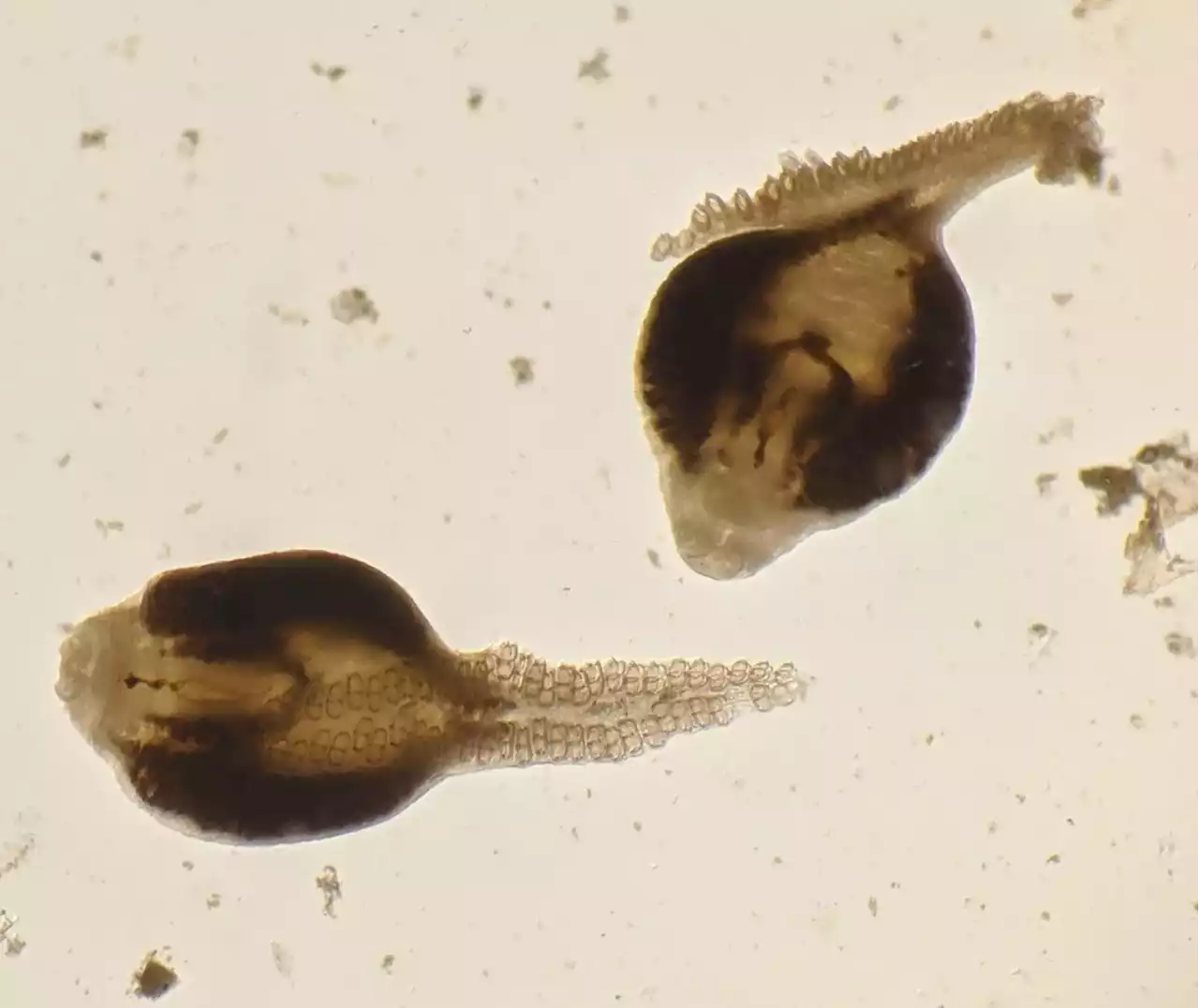 Bad News: Warming Oceans Have Decimated Marine Parasites