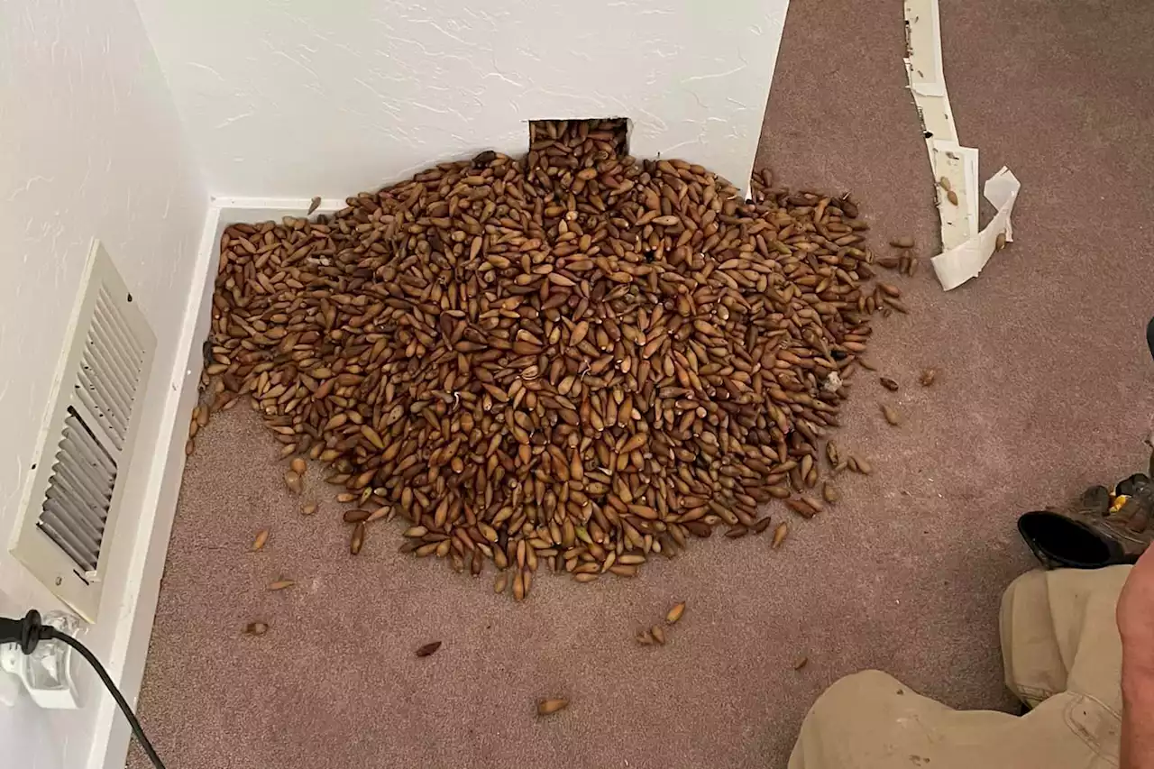 Woodpeckers stash 700 pounds of acorns in Bay Area Airbnb