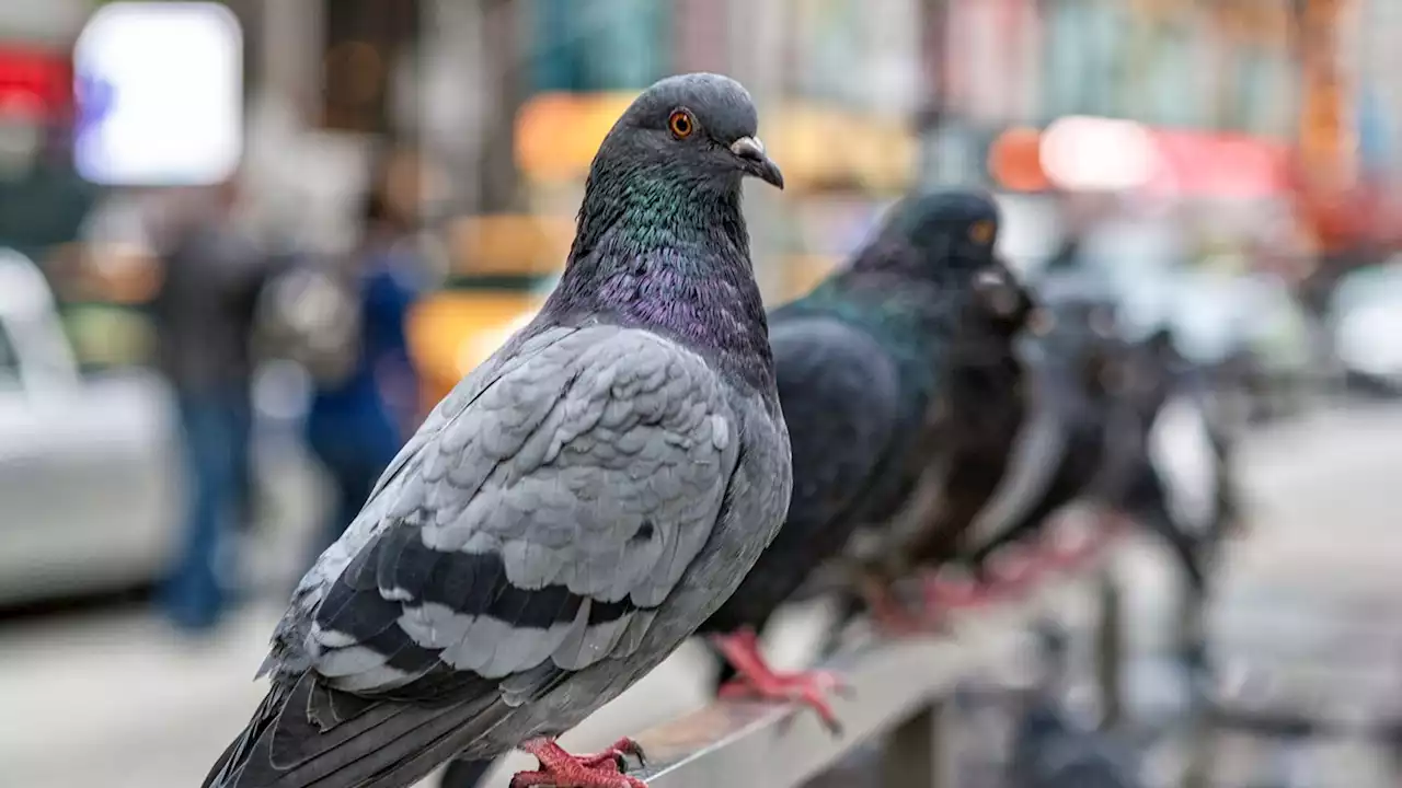 Is advanced AI actually smart? 'No, it's using the same system as a pigeon', study finds