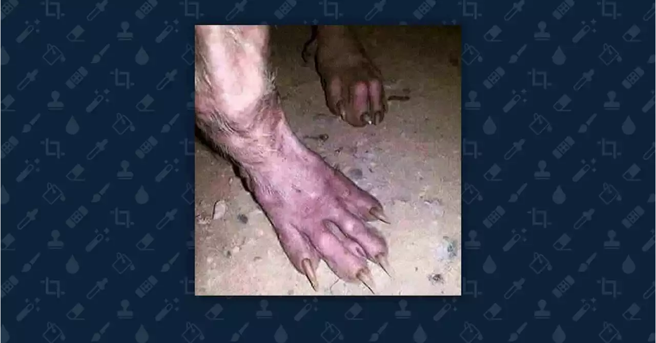 Were These Monstrous Paws Photographed in Alabama?