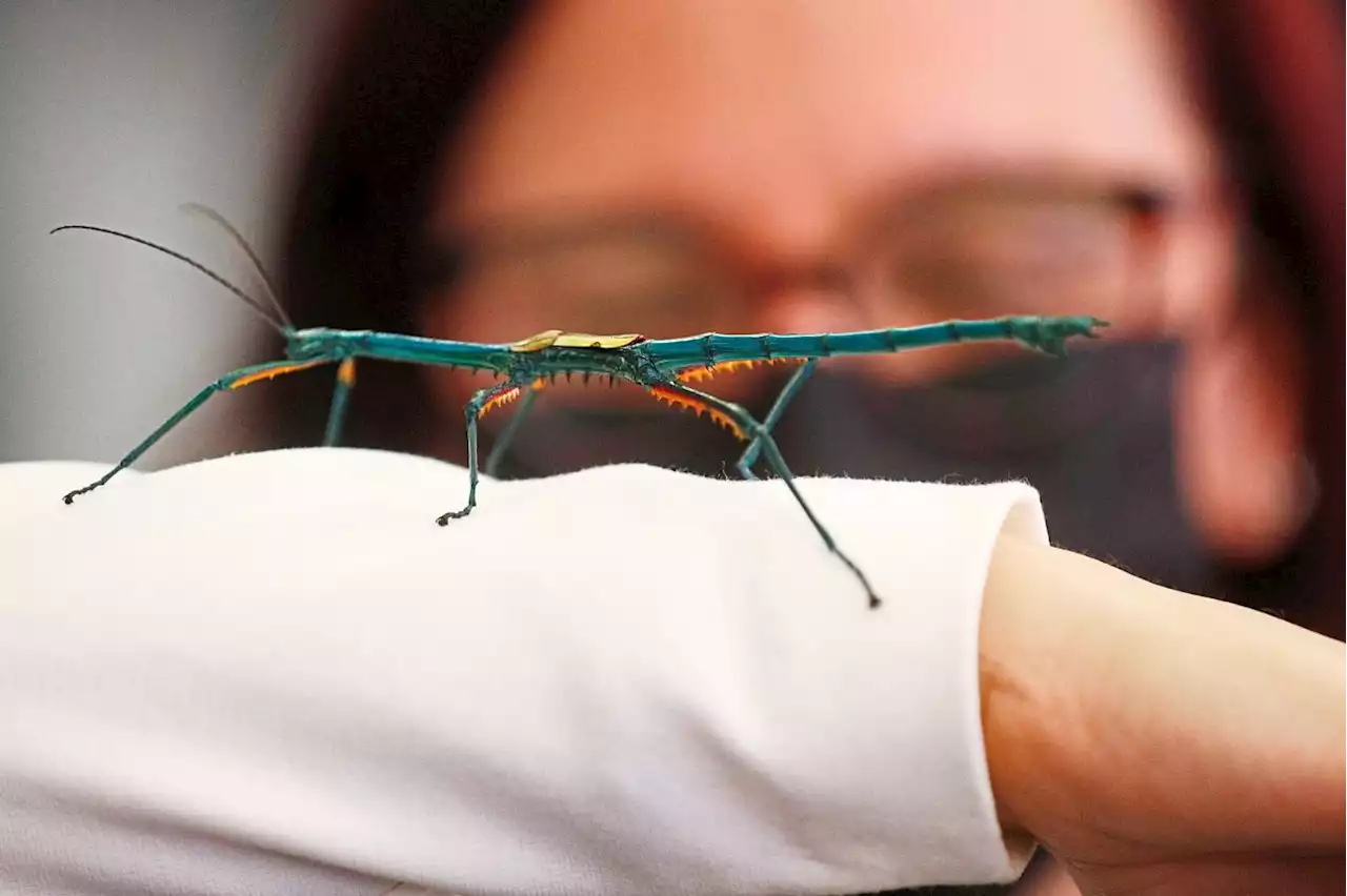 Madagascar&rsquo;s unique biodiversity could take millions of years to restore