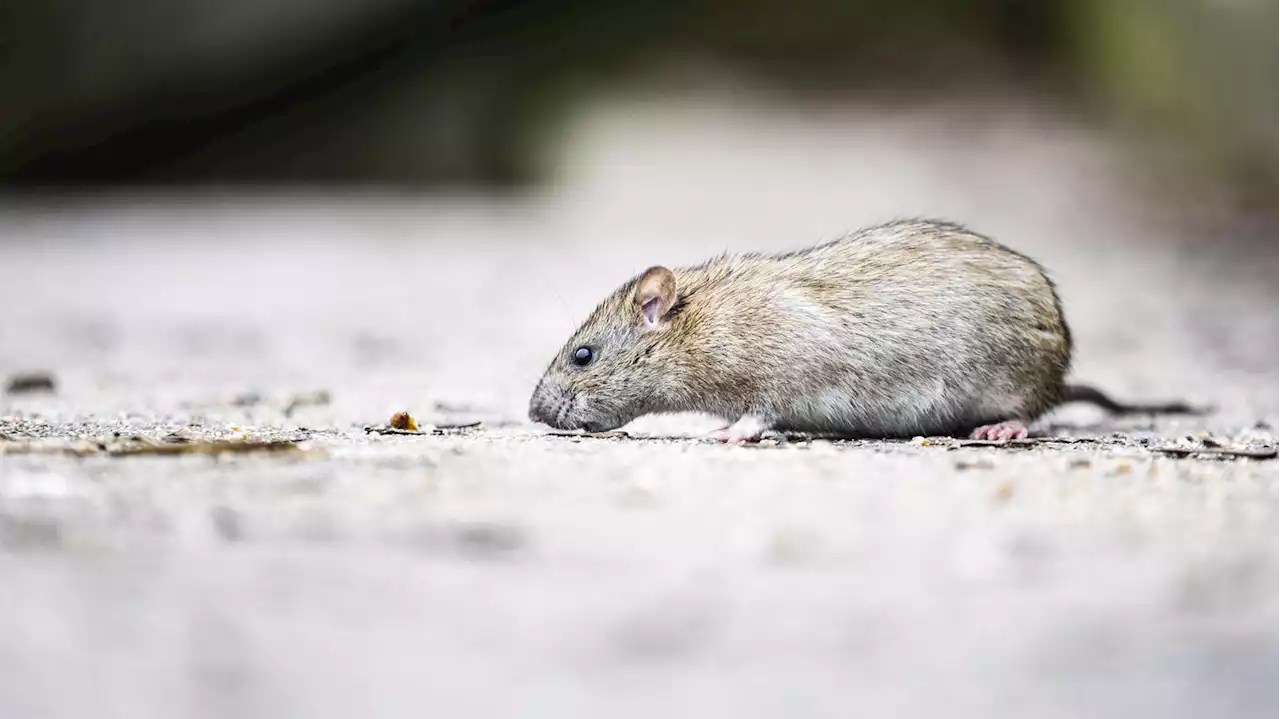 Veterinäramt befreit rund 800 Tiere: Frau hortet Ratten in ihrer Wohnung in Rheinland-Pfalz