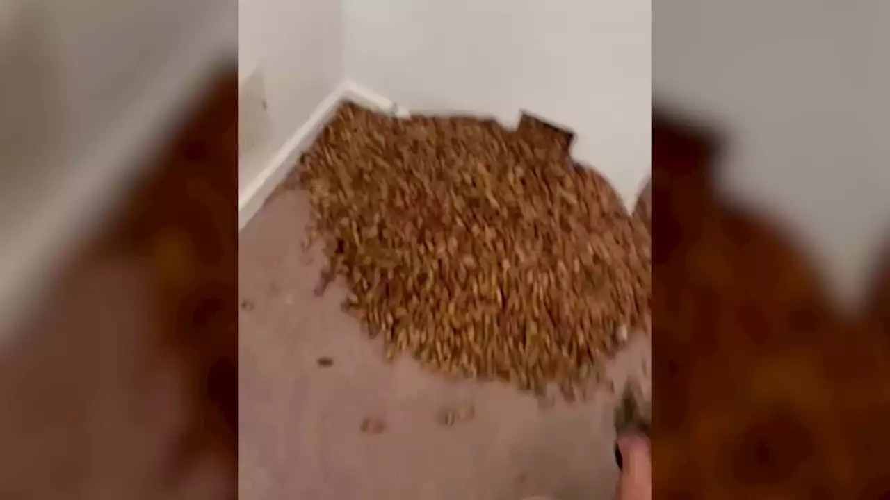 On routine house call, pest control finds 700 pounds of acorns in the walls