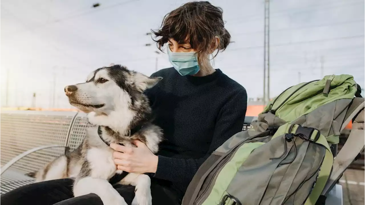 Gute Nachrichten: Bahn bietet Hunde-Fahrkarte jetzt auch als Online-Ticket an