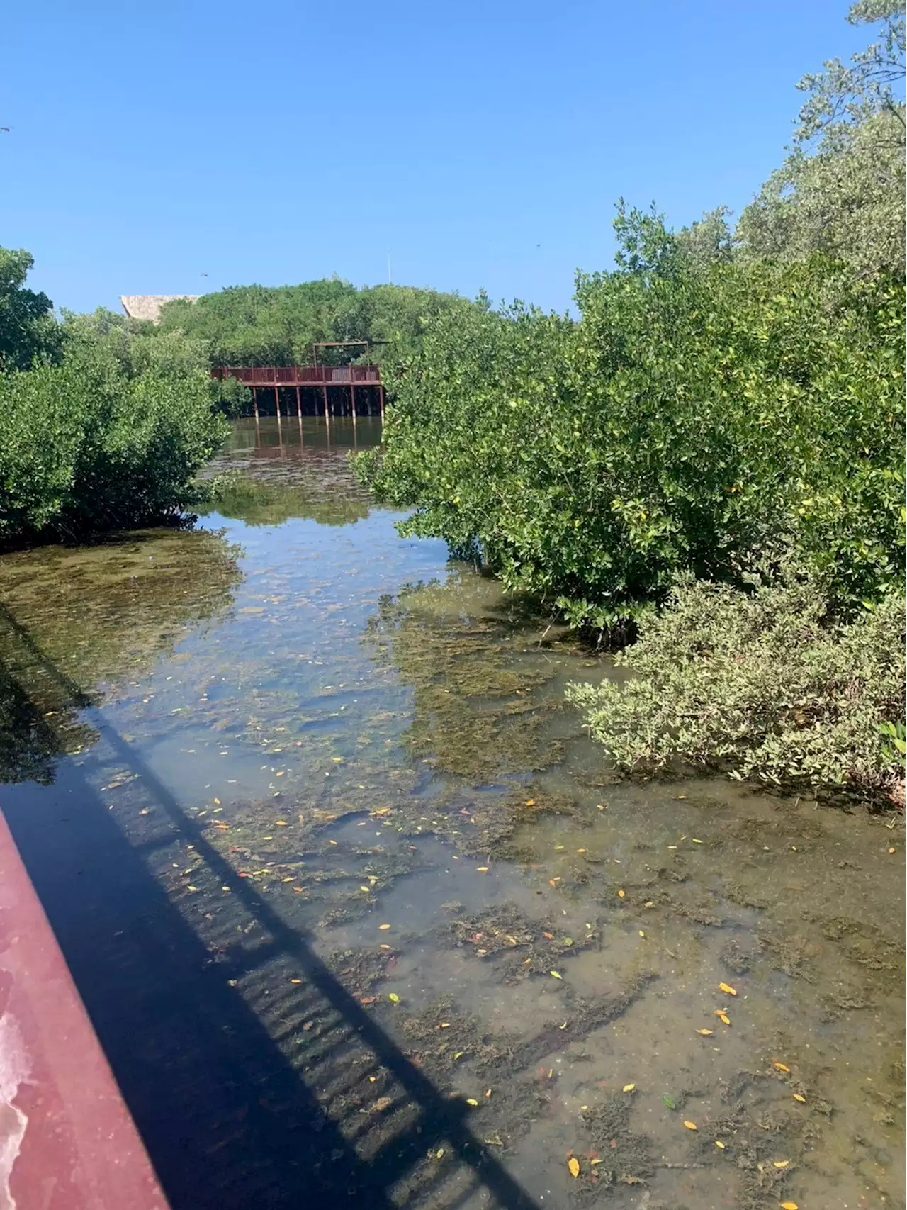 Denuncian contaminación en Lagos del Dulcino, zona protegida de Santa Marta