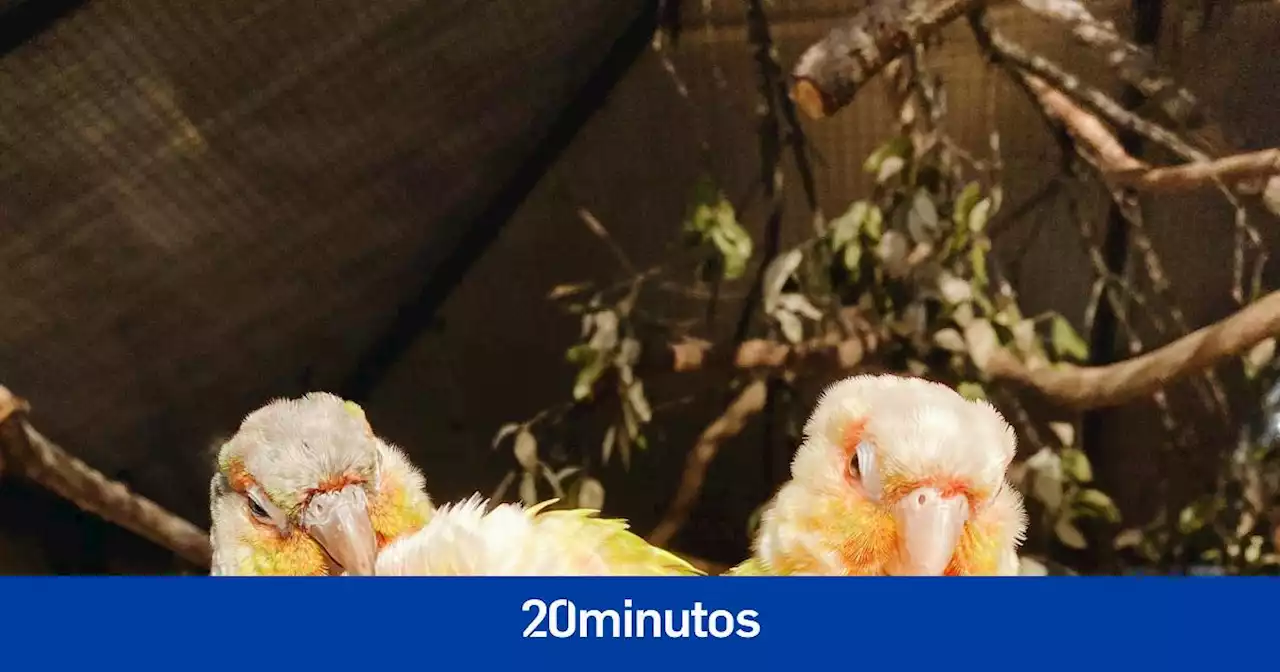 ¿Sabes qué son las bandas de estrés que pueden aparecer en las plumas de los loros?