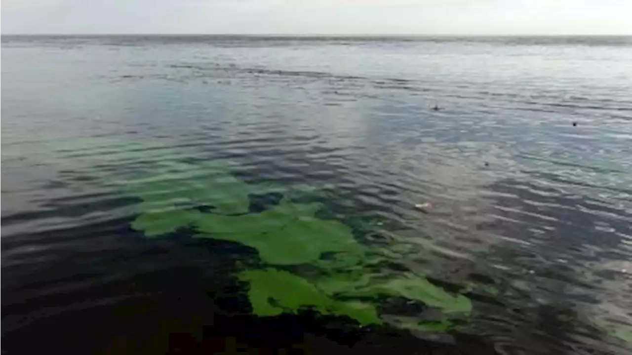 Alerta naranja por cianobacterias en aguas del Río de La Plata y lagunas bonaerenses