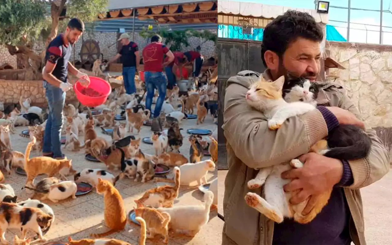 'El cat man' de Alepo y su santuario de gatos, a salvo tras terremoto en Siria