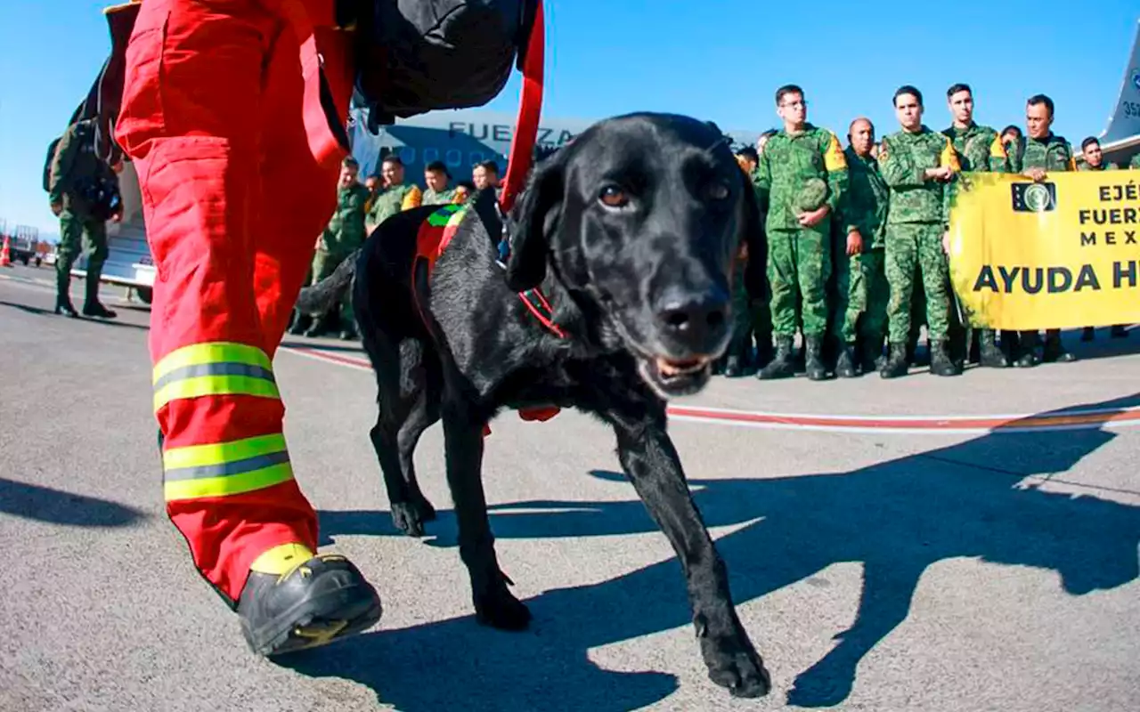 Llegan a Turquía 16 perritos rescatistas mexicanos | Video