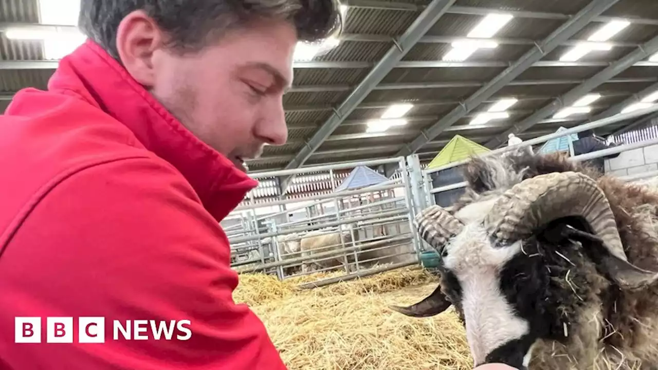 Sheep delivers triplets with different fathers at Market Rasen farm