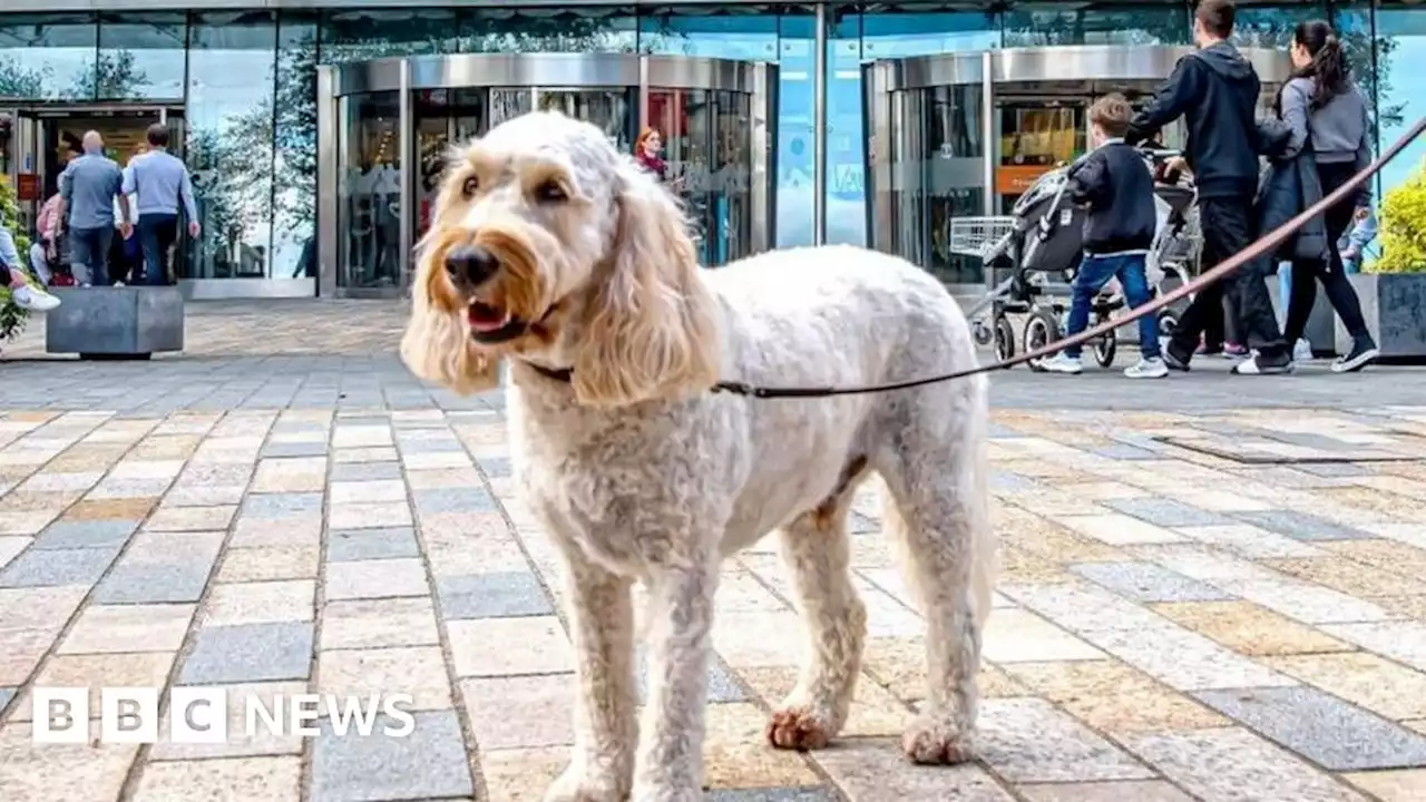 Dog friendly shopping ends after poo complaints