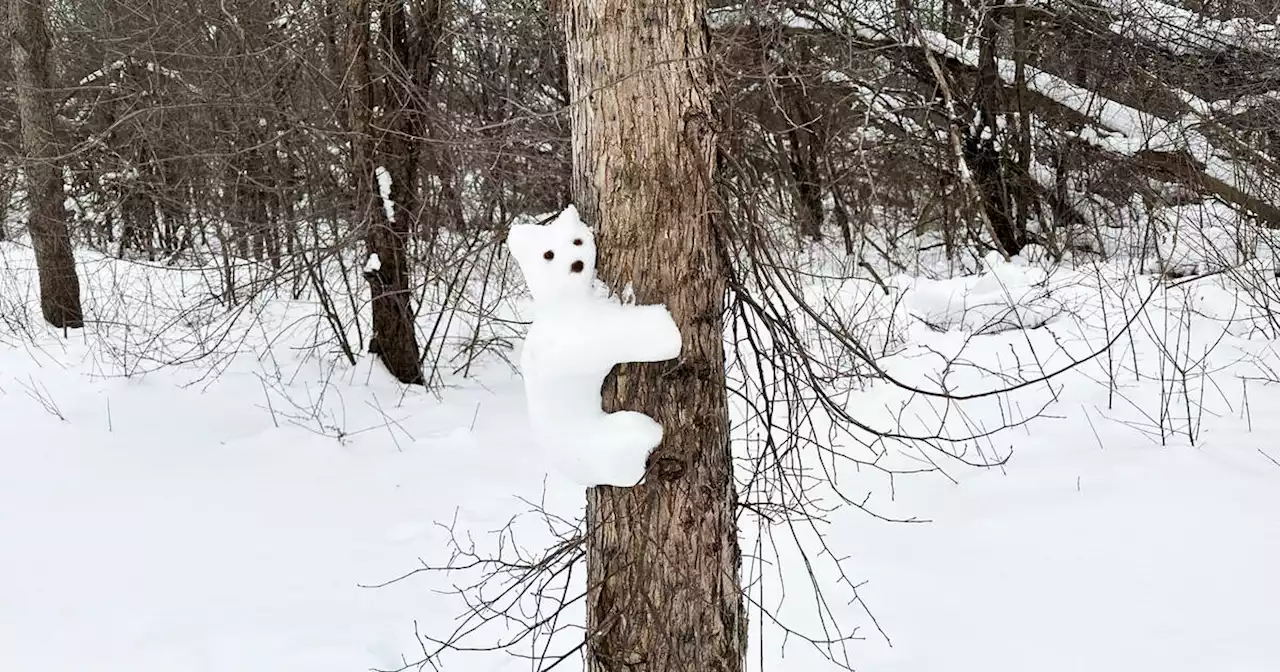 Snow bears have been appearing all over a trail in Ontario