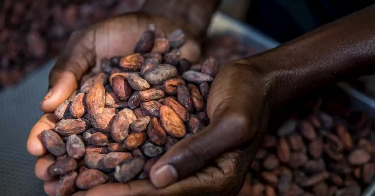 La producción de cacao en el país disminuyó un 10 % en 2022, según Fedecacao