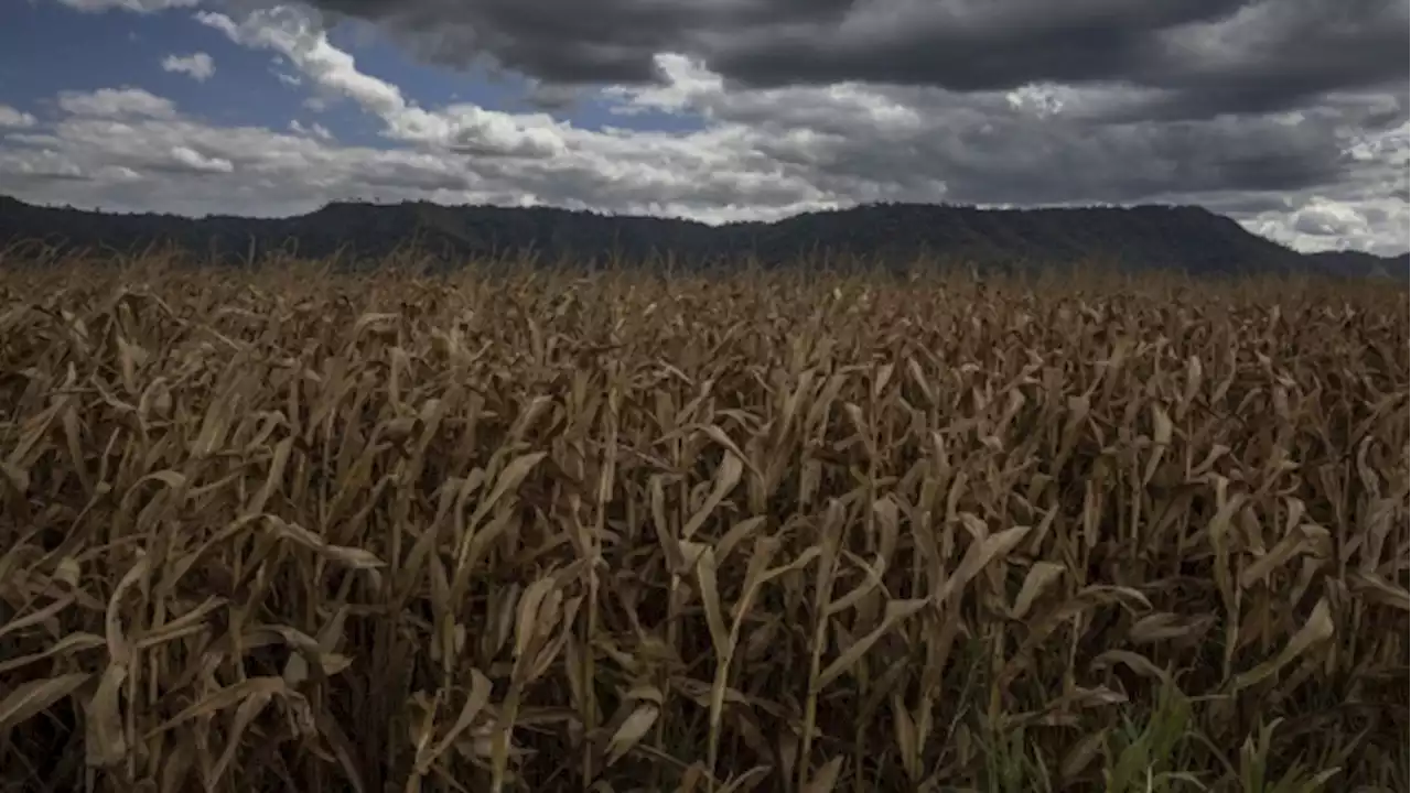 Alberta unveils agricultural processing tax credit to spur investment - BNN Bloomberg