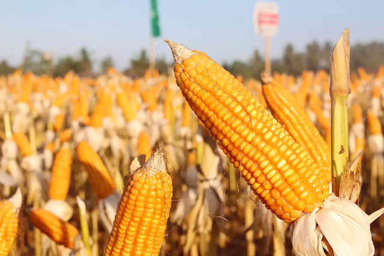 DA-Cagayan Valley to lead yellow corn breeding program - BusinessWorld Online