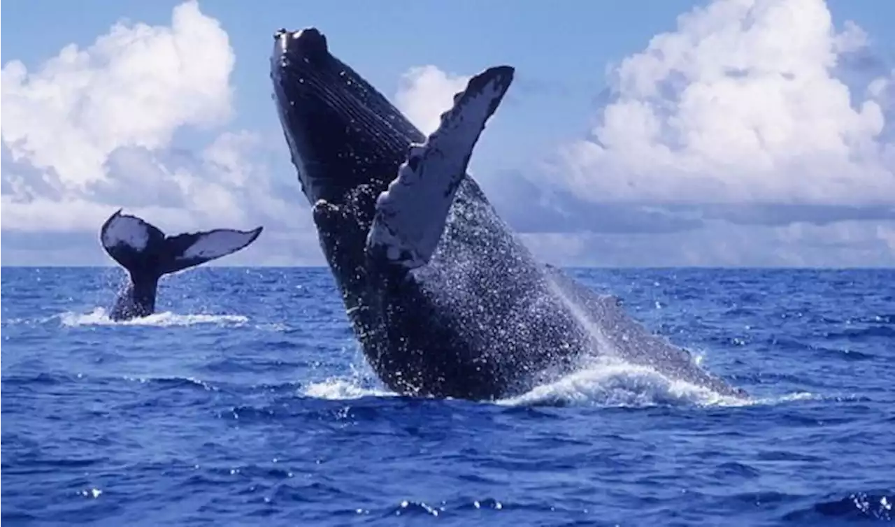 Descubren una nueva especie de ballena, pero ya está en vía de extinción