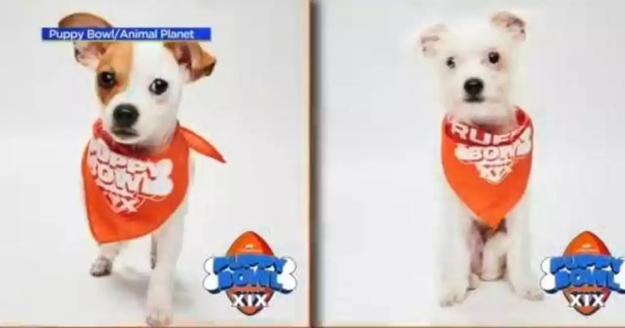 This year's Puppy Bowl features two Chicago dogs