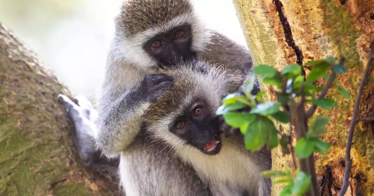 Caribbean island of Saint-Martin battles invasion of green monkeys: 'They're everywhere'