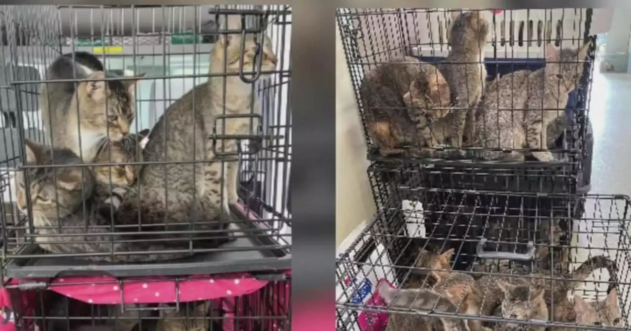 After 150 cats rescued from Yorktown home, SPCA of Westchester says need for help keeps growing