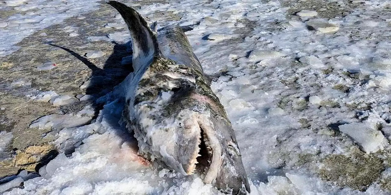 Shark frozen from cold snap washes ashore