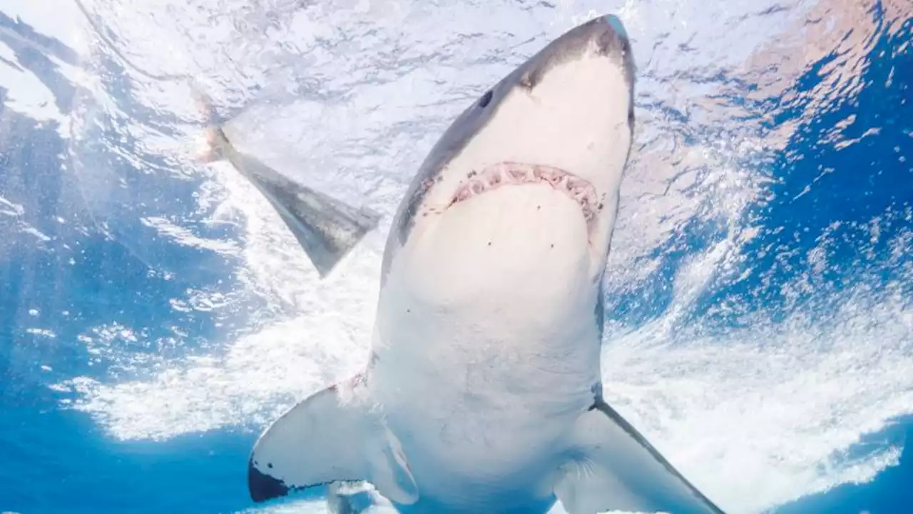 Mexico bans 'shark tourism' at great white hotspot | CNN