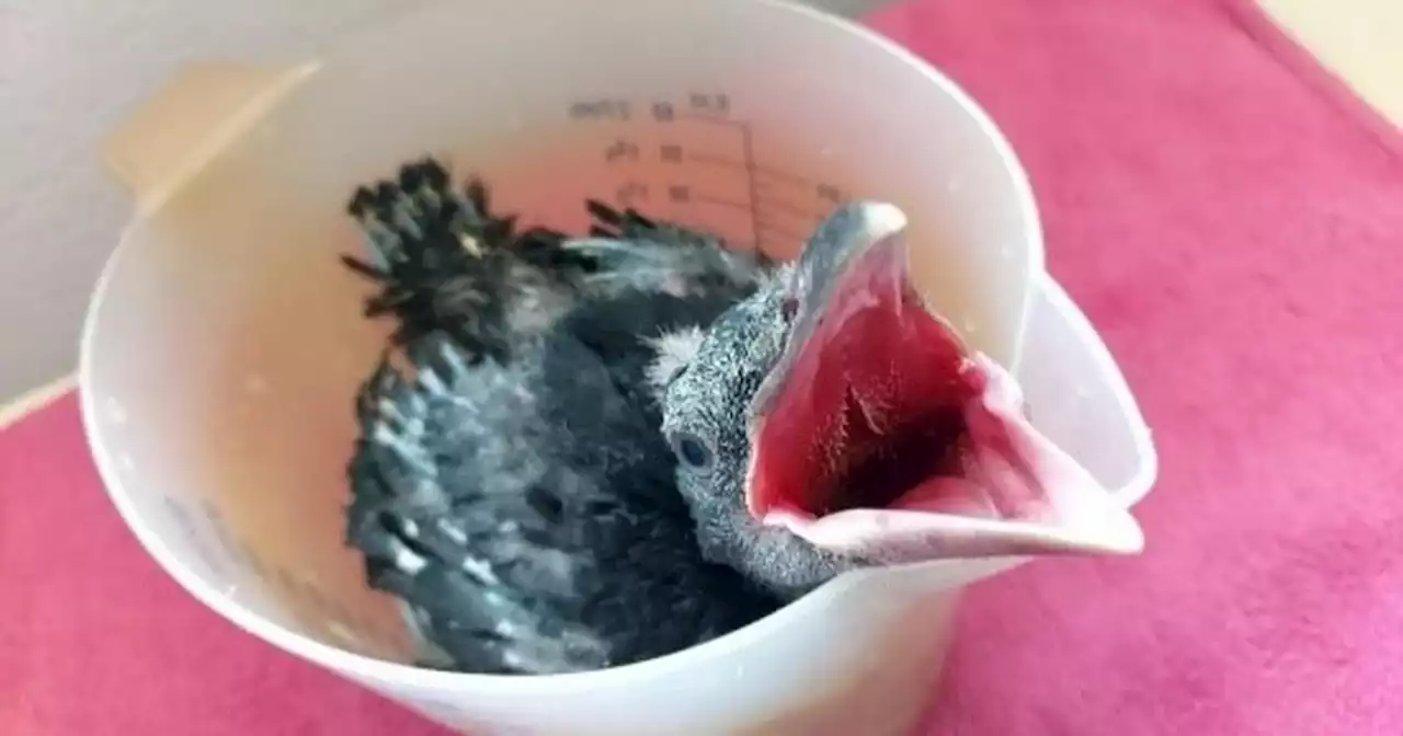 Tiny five-day-old crow rescued and raised in jug is nursed to health by SSPCA