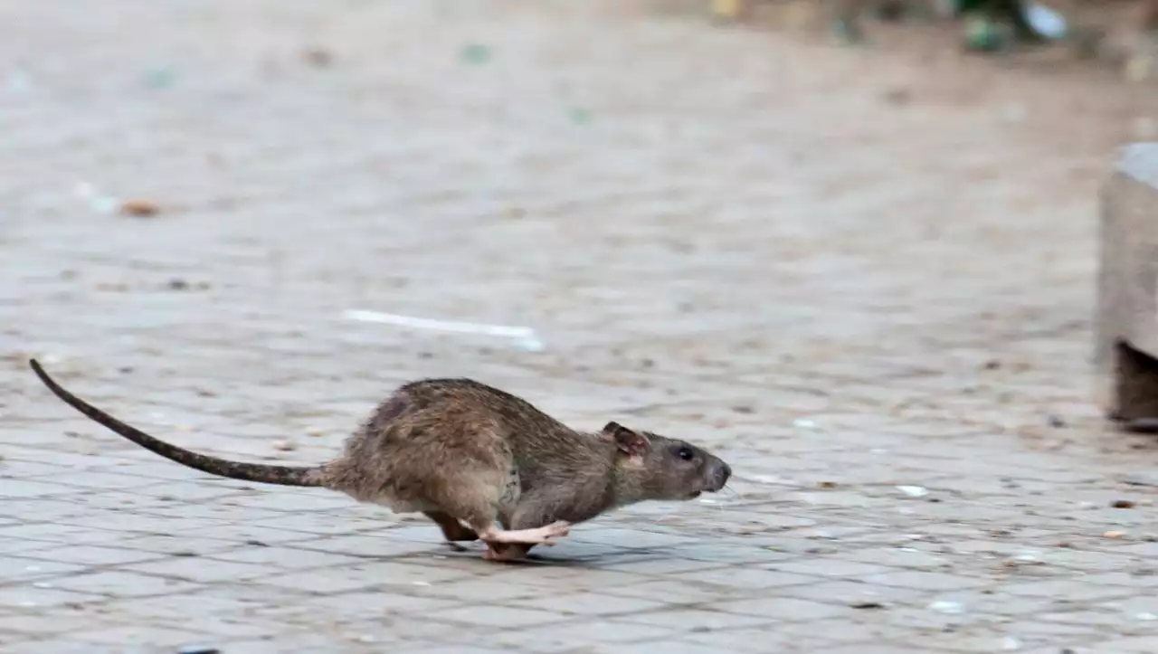 München: Anwohner berichten von Ratten »groß wie Katzen« am Laimer Bahnhof