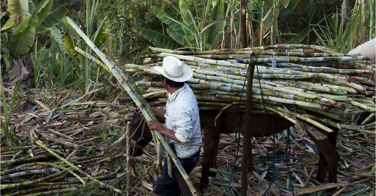 Following Mezcal's Footsteps, Mexican Rum Is on the Rise