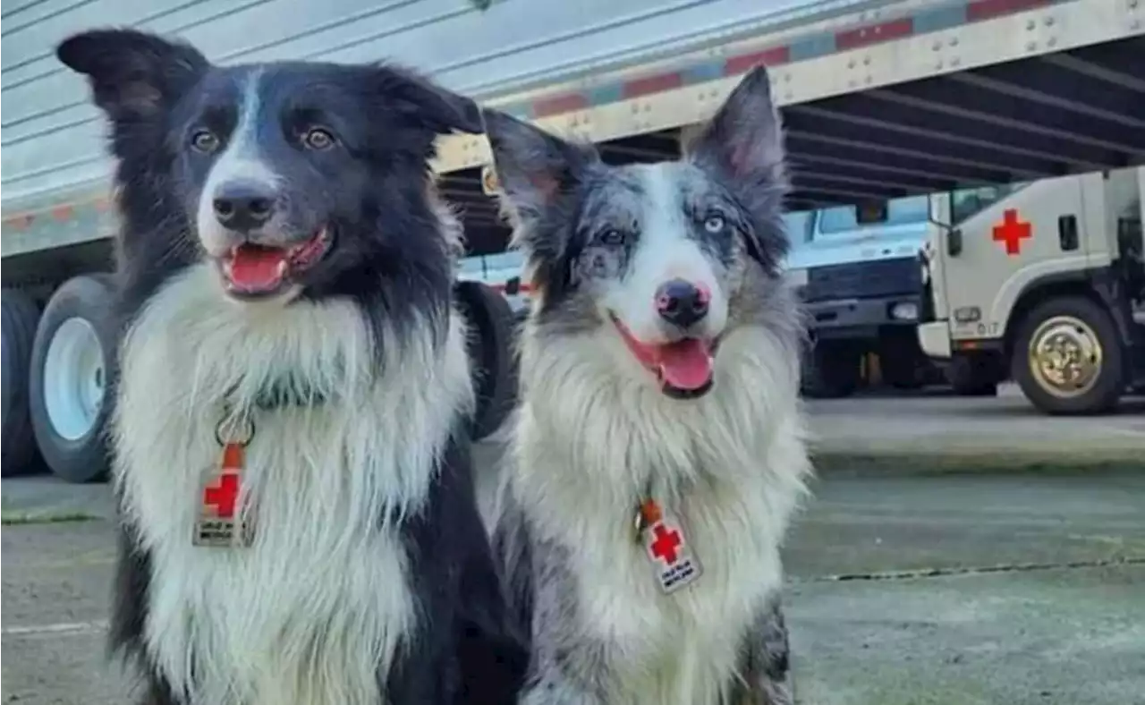 Terremoto Turquía: Conoce a los perritos rescatistas especialistas en búsqueda de víctimas