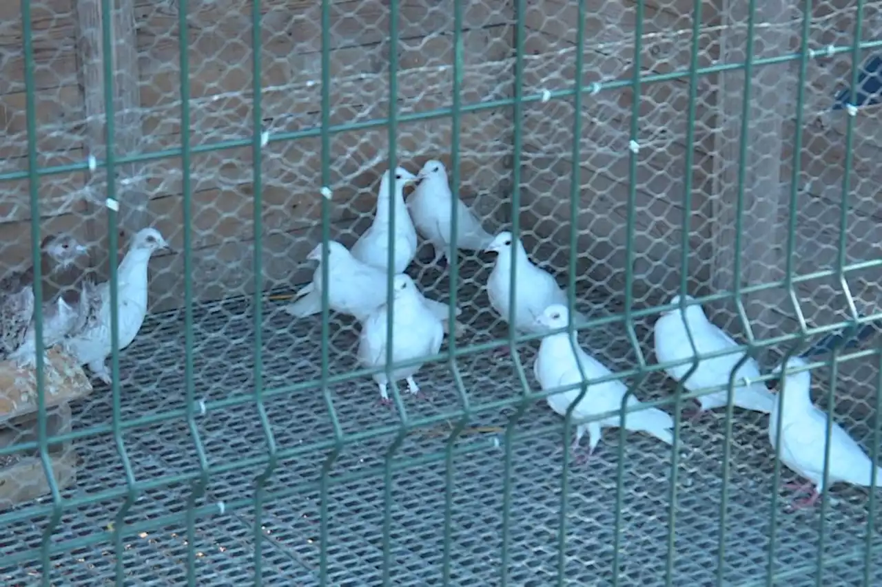 Grippe aviaire : les 150 volatiles d'une ferme pédagogique vont être abattus en Ariège