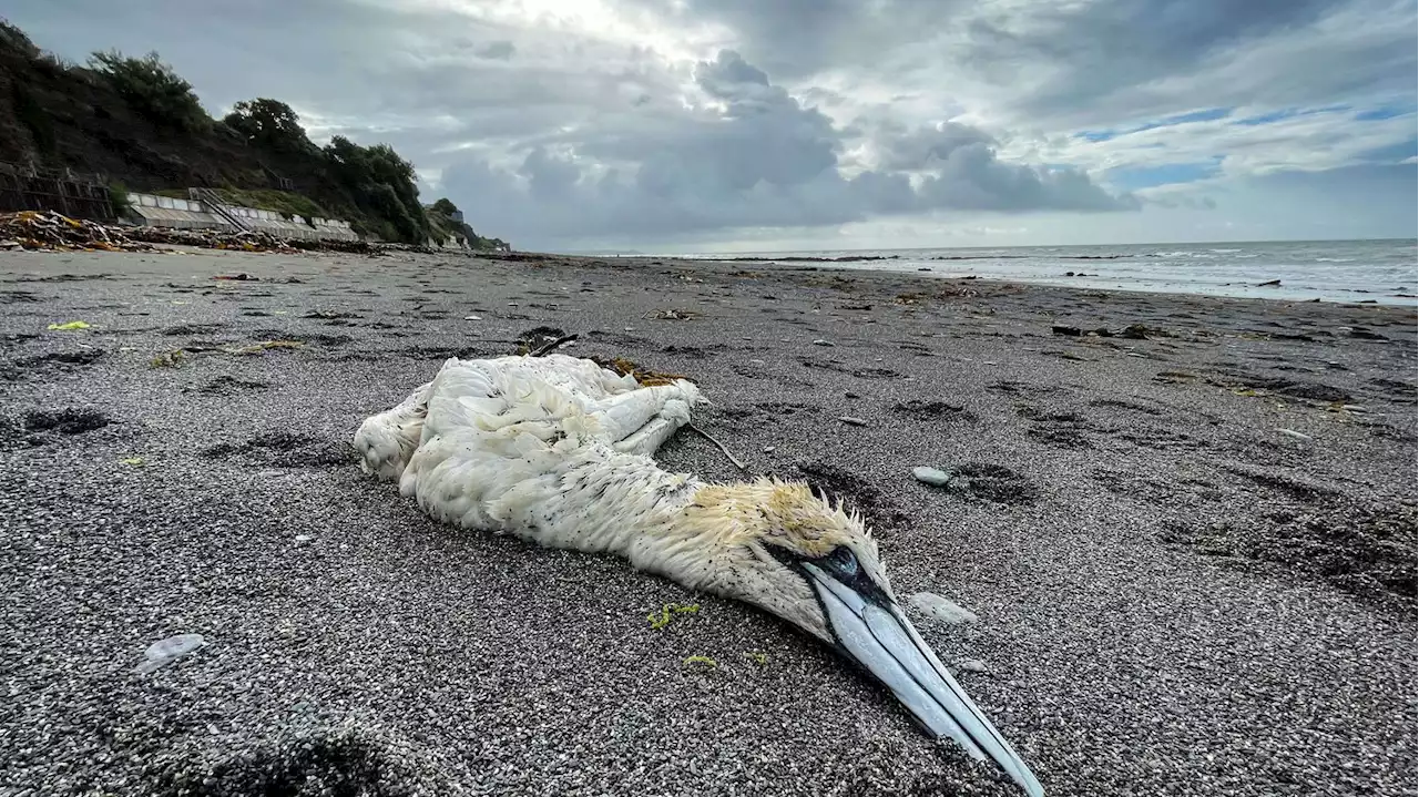 Grippe aviaire : 'Rien n'indique que le virus représente un risque très important pour l'homme', estime le spécialiste Jean-Luc Guérin