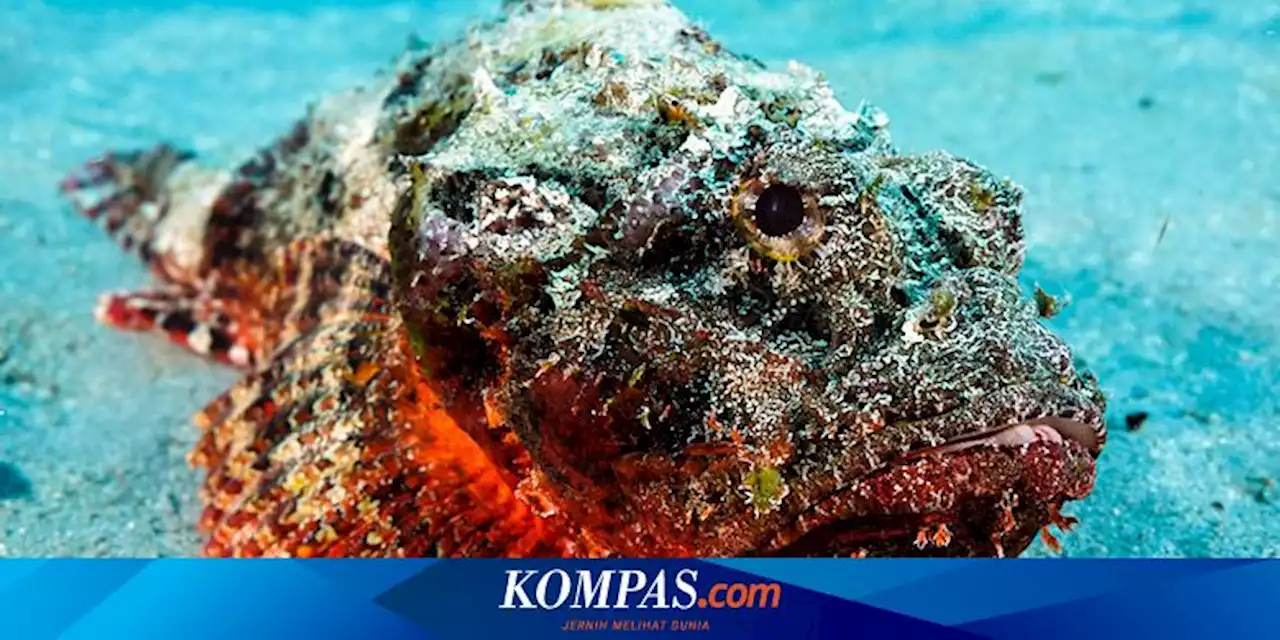 5 Ikan Paling Mematikan di Dunia