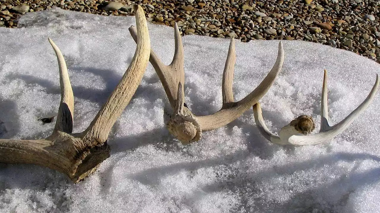 Utah bans 'shed hunting' through April as deer struggle through winter conditions