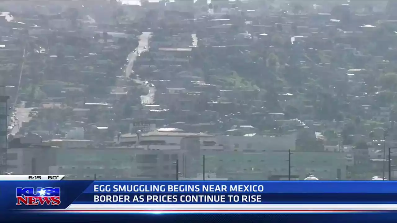 Supply shortage creates rise in U.S.-Mexico egg smuggling -