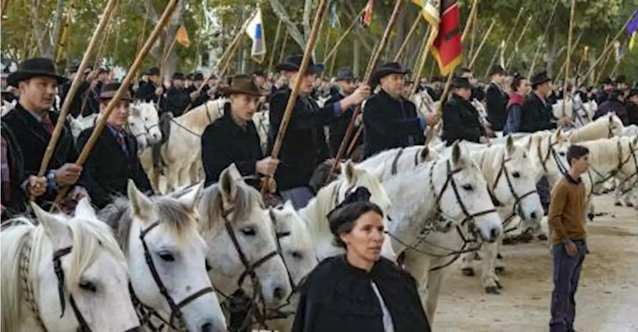 Montpellier : la lutte de la bouvine s’étend à la ruralité