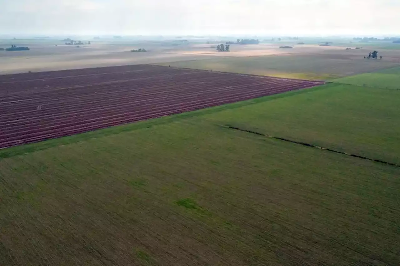 El Gobierno homologó la emergencia agropecuaria para 20 partidos de Buenos Aires y tres de Jujuy