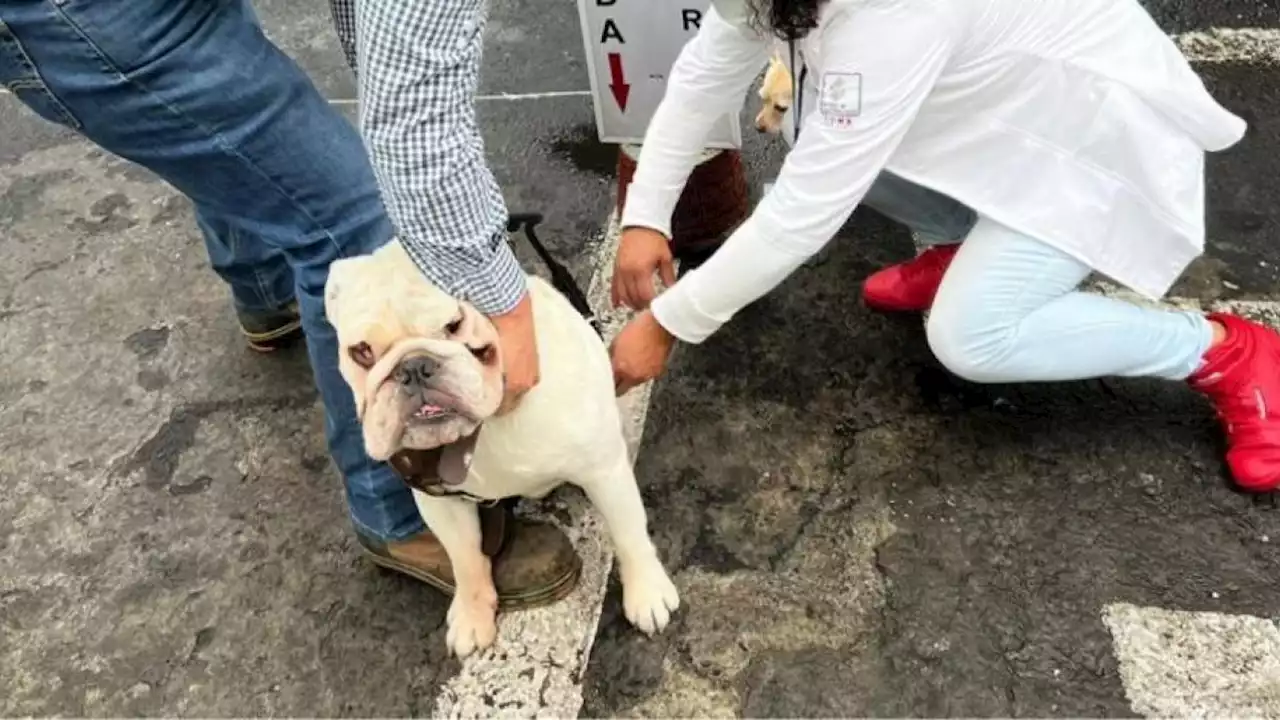 Tras detección de casos, hay vacunación contra la rabia en Sonora