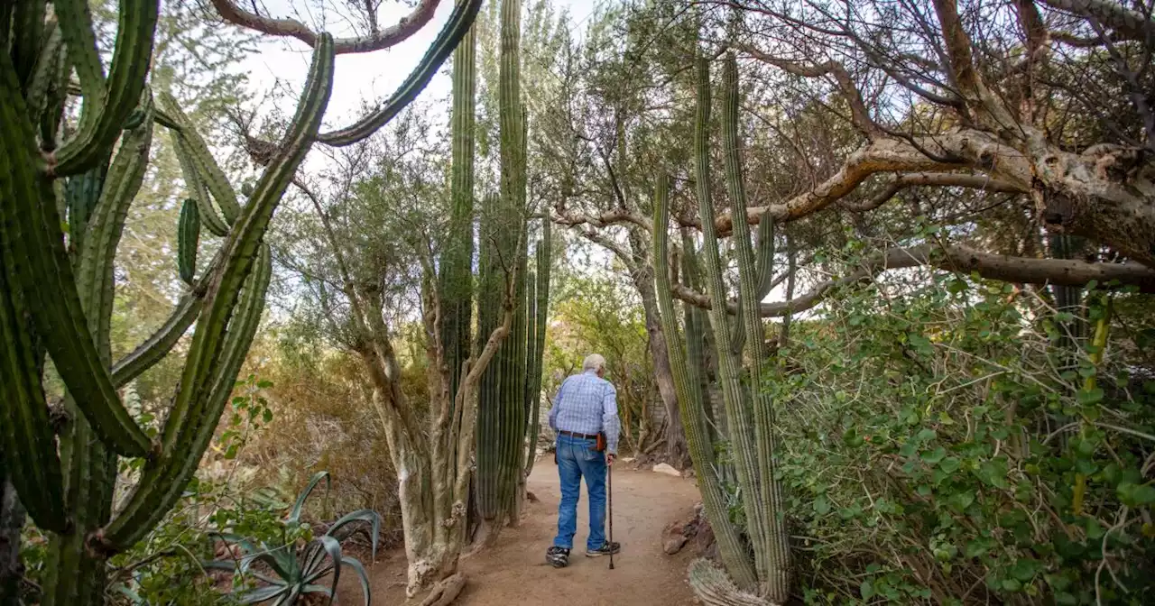 This tiny, quirky garden is an endearing remnant of old Palm Springs