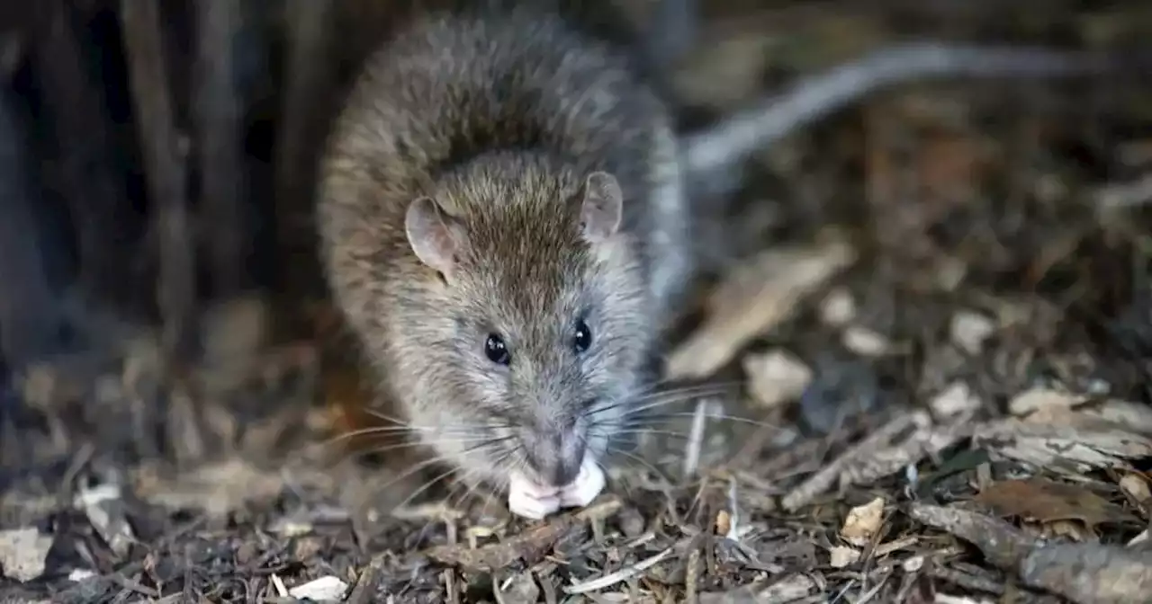 Qué es la leptospirosis: los síntomas | Ciudadanos | La Voz del Interior