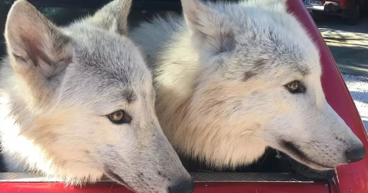 Deux jeunes loups enlevés à un couple dans les Alpes-Maritimes : «On est considérés comme des malfrats !»