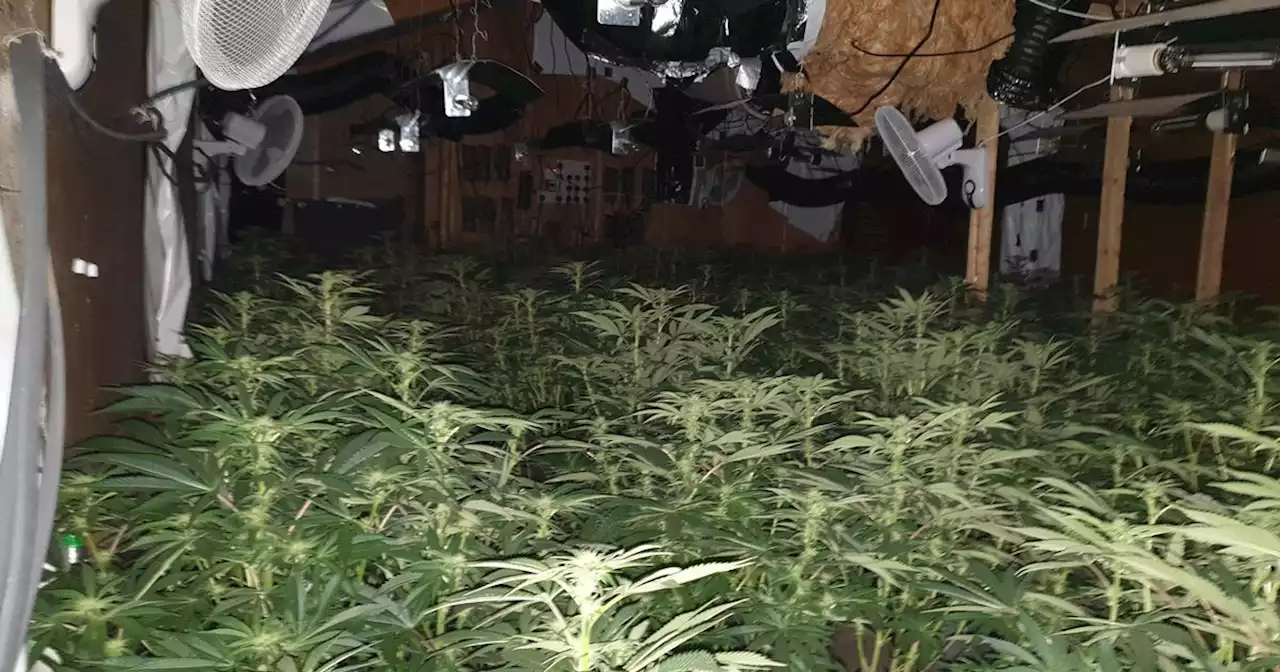 Huge cannabis farm uncovered by police during Catterall raid