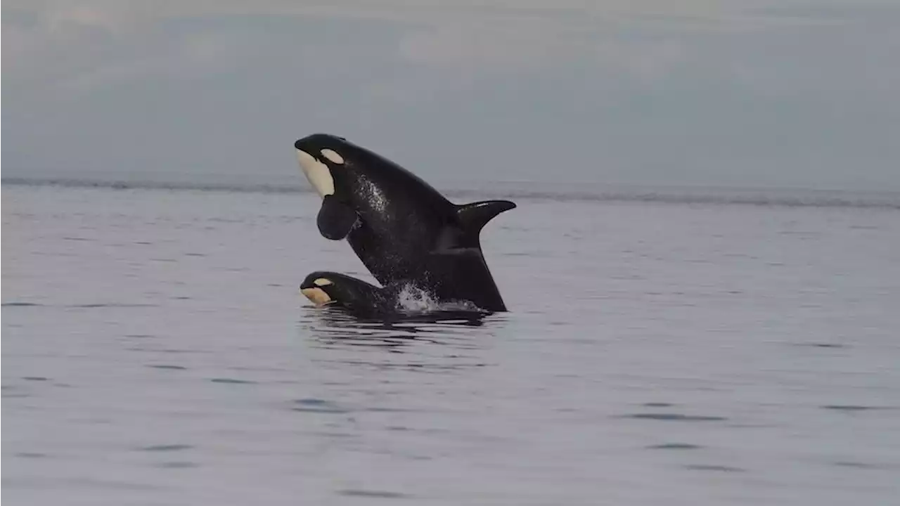 Orca males are burnouts who let their moms do all the hunting, surprising study finds