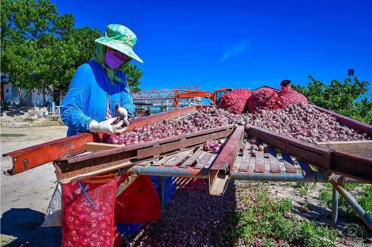 DA allots over P326M to boost local onion production