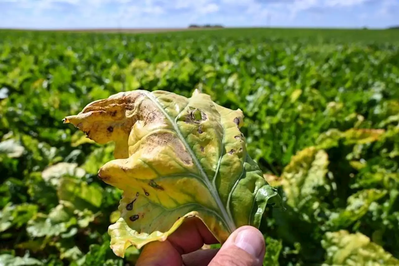 Néonicotinoïdes : que va changer l’interdiction de ces pesticides pour les producteurs de betteraves françaises ?