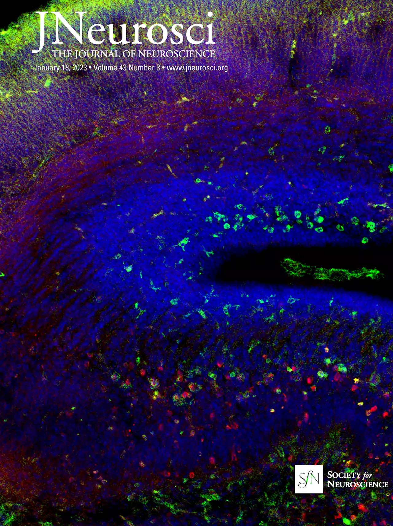 Emotional Memory Processing during REM Sleep with Implications for Post-Traumatic Stress Disorder