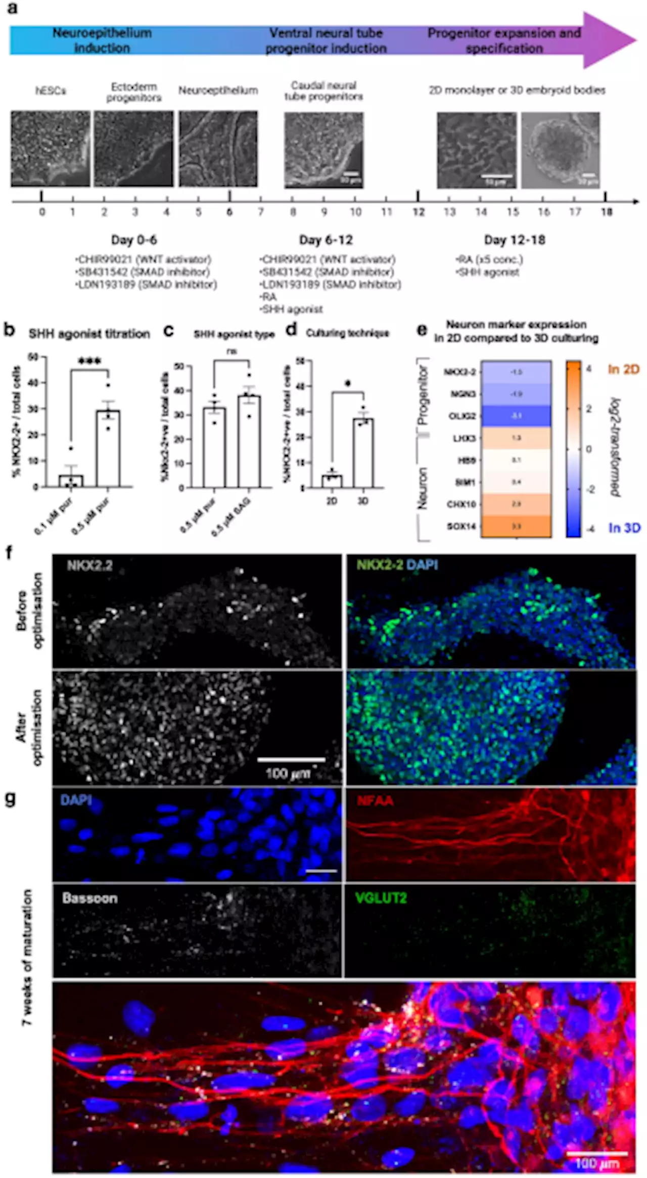 Enrichment of human embryonic stem cell-derived V3 interneurons using an Nkx2-2 gene-specific reporter - Scientific Reports