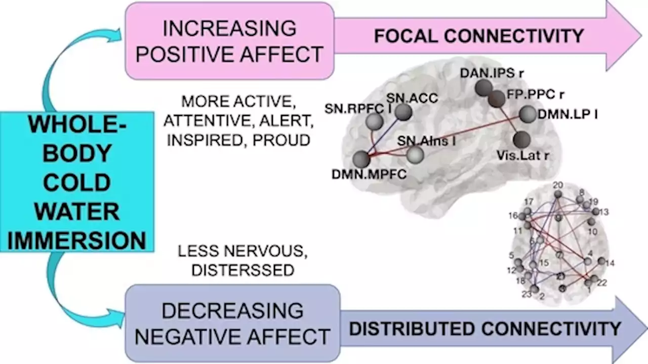 Short-Term Head-Out Whole-Body Cold-Water Immersion Facilitates Positive Affect and Increases Interaction between Large-Scale Brain Networks