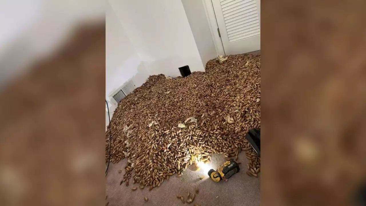 700 pounds of acorns found stuffed by woodpeckers inside walls of Bay Area home