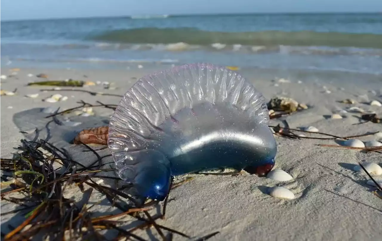 En Yucatán, alertan por medusa carabela portuguesa en playas